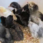 Chicks Chicks