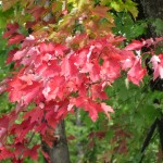 fall leaves fall leaves