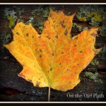 Maple leaf Maple leaf