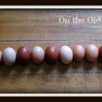 eggs