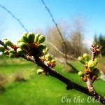 Spring on Our Little Homestead Spring on Our Little Homestead