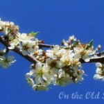 blossom