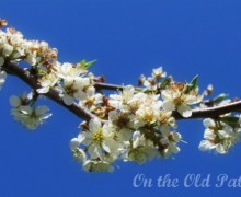 blossom blossom