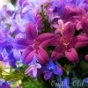 flowers flowers