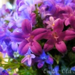flowers flowers
