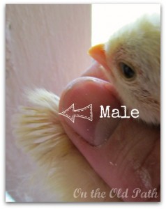 Chicks and how to sex them