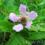 blackberry blossom blackberry blossom