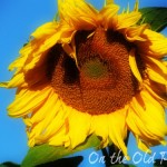 Sunflower Sunflower