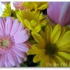 flowers flowers