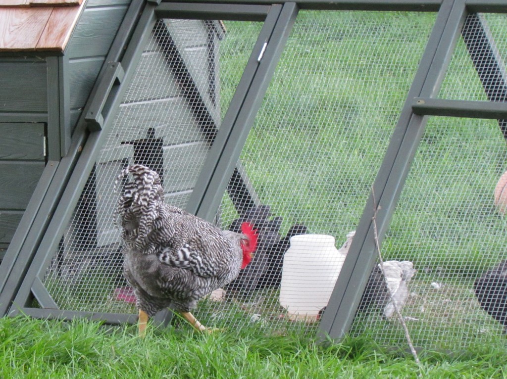 Chickens, Brooders, Coops…. Oh my!